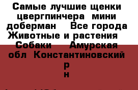 Самые лучшие щенки цвергпинчера (мини доберман) - Все города Животные и растения » Собаки   . Амурская обл.,Константиновский р-н